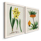 Angled view of a set of two white barnwood framed canvas prints featuring two antique botanical plate illustrations featuring colorful flowering plant specimens.