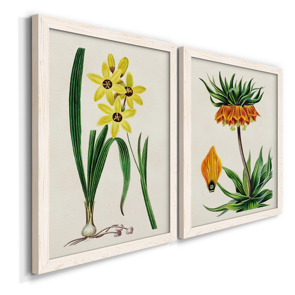 Angled view of a set of two white barnwood framed canvas prints featuring two antique botanical plate illustrations featuring colorful flowering plant specimens.