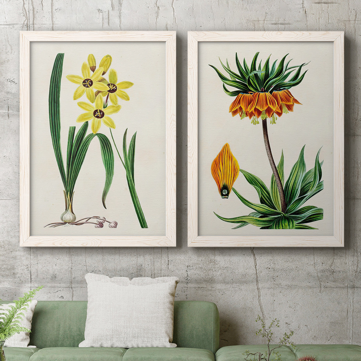 Set of two white barnwood framed canvas prints depicting a coordinated art pair of colorful flowering plant specimens rendered as antique botanical plate illustrations above a sofa in a modern living room.