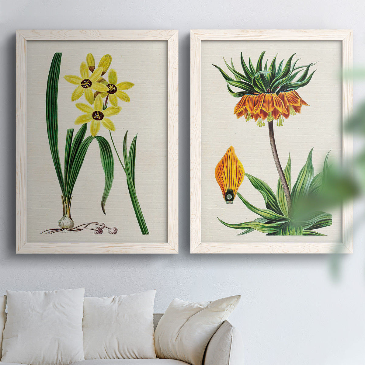 Set of two white barnwood framed canvas prints depicting detailed blossoms, leaves, roots, and archival cream grounds arranged across two complementary compositions above a sofa in a bright living space.