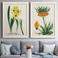 Set of two white barnwood framed canvas prints depicting paired antique botanical plate illustrations with detailed blossoms, leaves, roots, and archival cream grounds above a sofa in a contemporary living room.