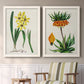 Set of two white barnwood framed canvas prints depicting two antique botanical plate illustrations featuring colorful flowering plant specimens above a sideboard in a cozy sitting room.