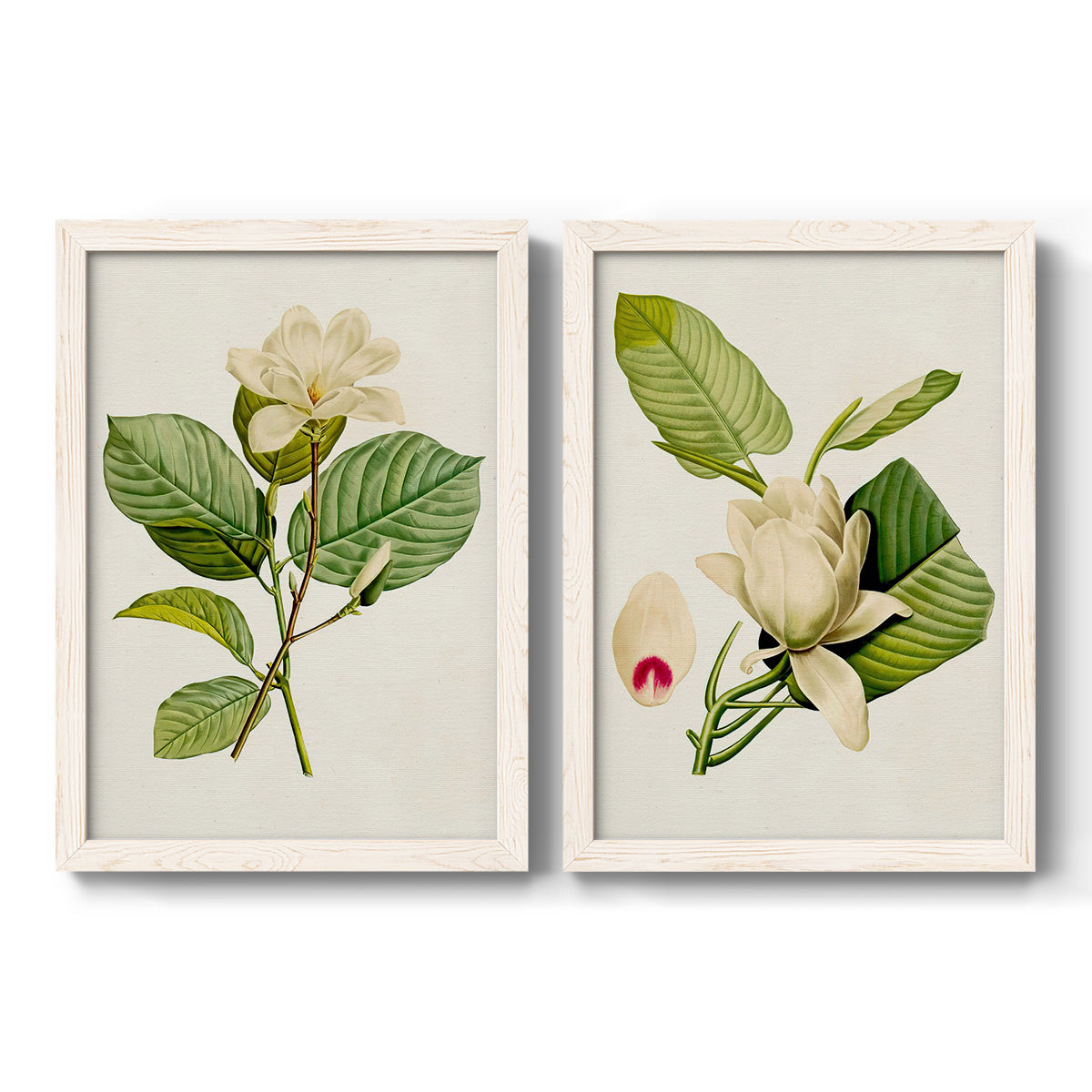 Set of two white barnwood framed canvas prints featuring two traditional botanical paintings featuring white magnolia blossoms and glossy green leaves.