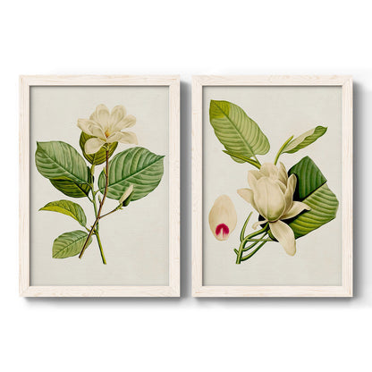 Set of two white barnwood framed canvas prints featuring two traditional botanical paintings featuring white magnolia blossoms and glossy green leaves.