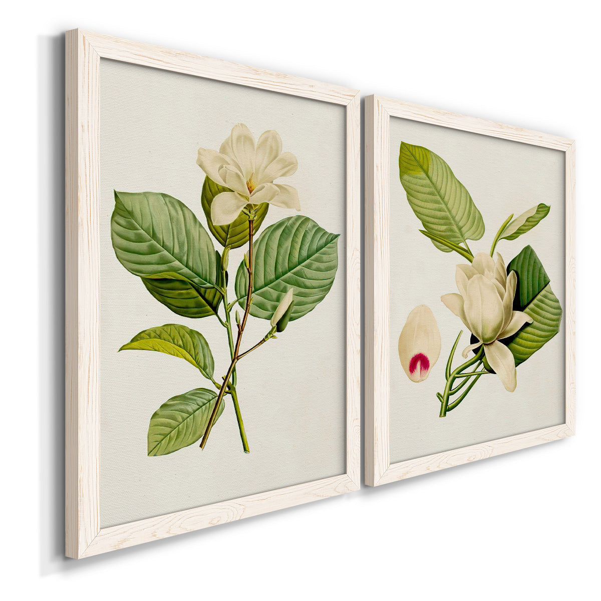 Angled view of a set of two white barnwood framed canvas prints featuring two traditional botanical paintings featuring white magnolia blossoms and glossy green leaves.