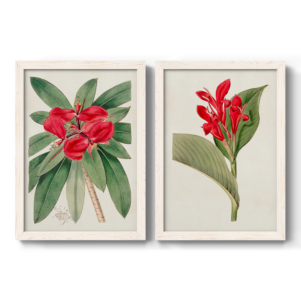 Set of two white barnwood framed canvas prints featuring two antique botanical plate illustrations featuring vivid tropical flowering plants.