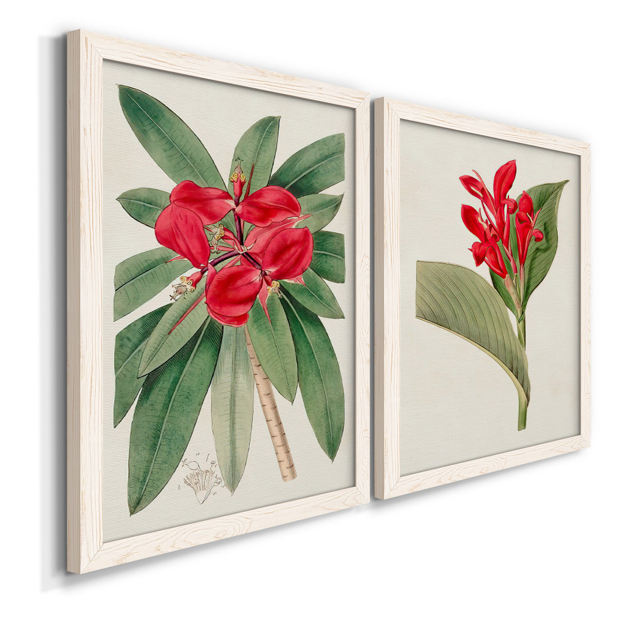 Angled view of a set of two white barnwood framed canvas prints featuring two antique botanical plate illustrations featuring vivid tropical flowering plants.