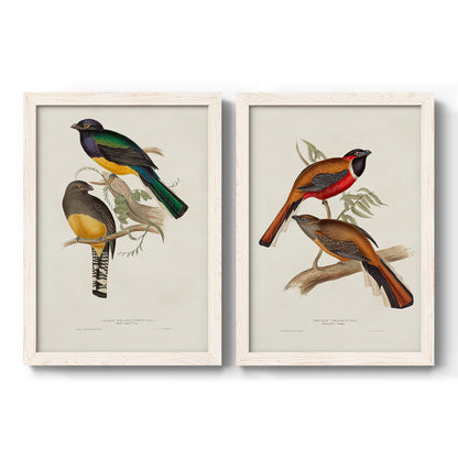 Set of two white barnwood framed canvas prints featuring two vintage ornithological illustrations featuring colorful tropical birds perched on leafy branches.