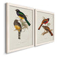 Angled view of a set of two white barnwood framed canvas prints featuring two vintage ornithological illustrations featuring colorful tropical birds perched on leafy branches.