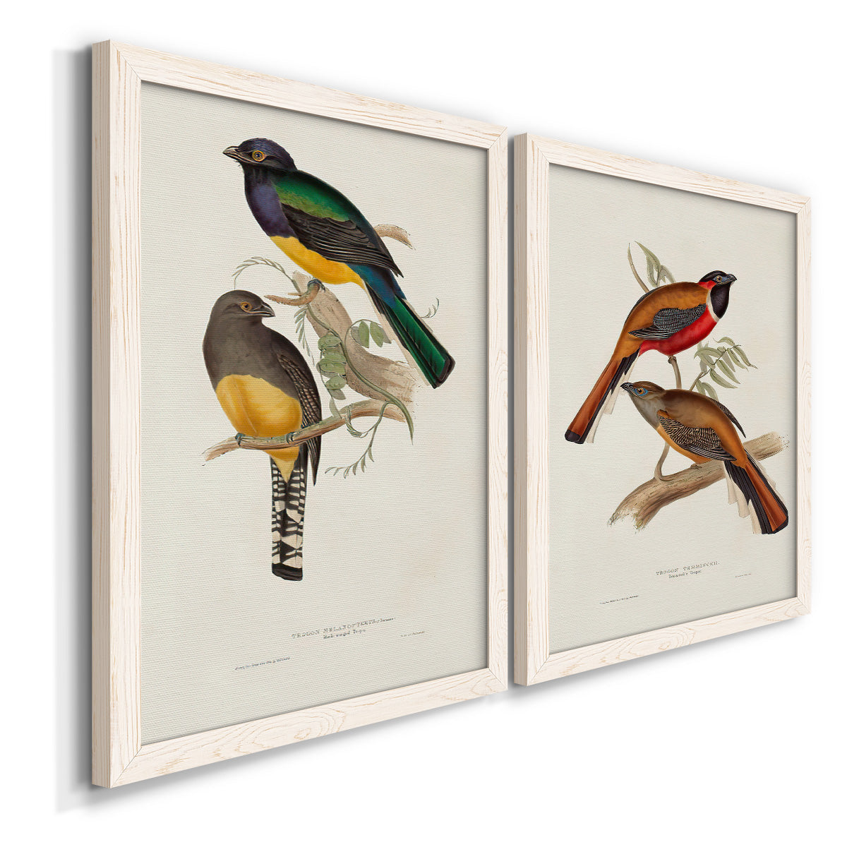 Angled view of a set of two white barnwood framed canvas prints featuring two vintage ornithological illustrations featuring colorful tropical birds perched on leafy branches.