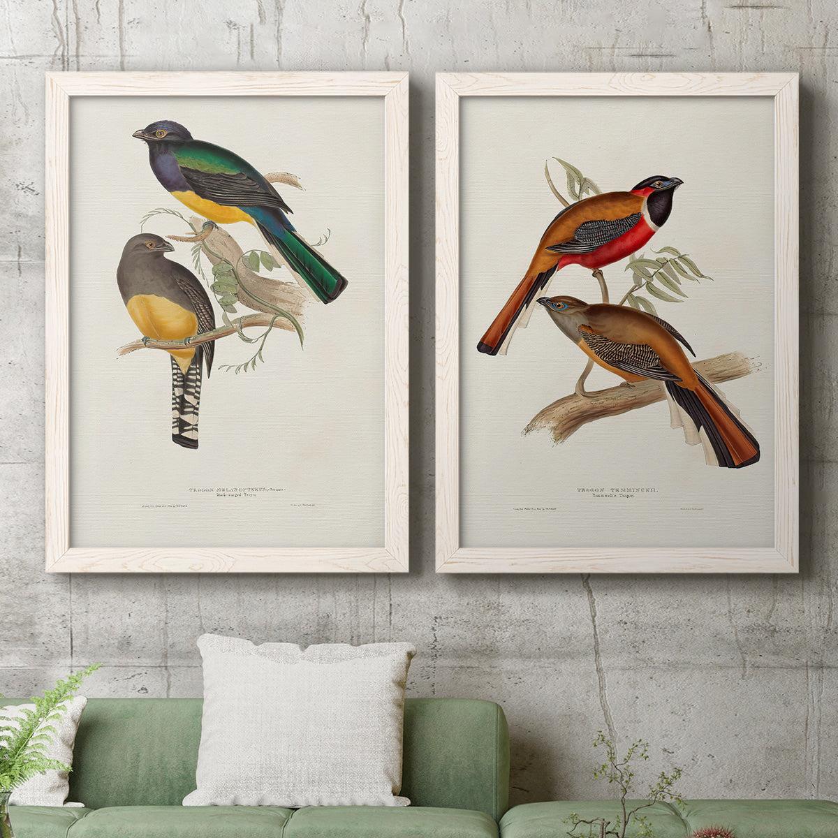 Set of two white barnwood framed canvas prints depicting a coordinated art pair of colorful tropical birds perched on leafy branches rendered as vintage ornithological illustrations above a sofa in a modern living room.