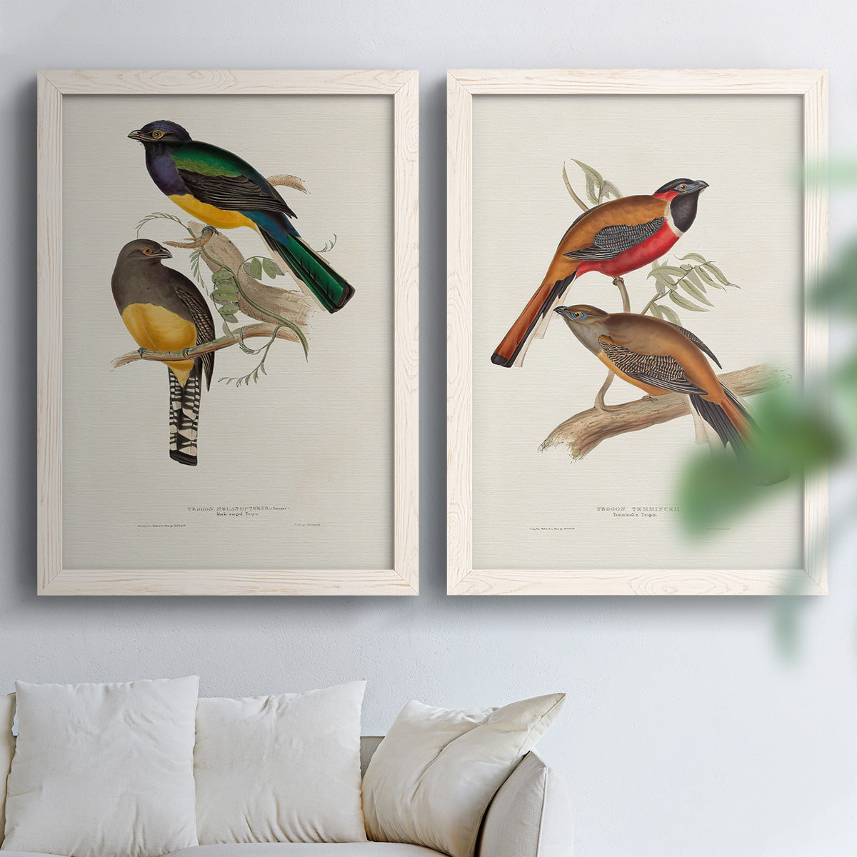 Set of two white barnwood framed canvas prints depicting detailed plumage, botanical sprigs, and archival cream paper arranged across two complementary compositions above a sofa in a bright living space.