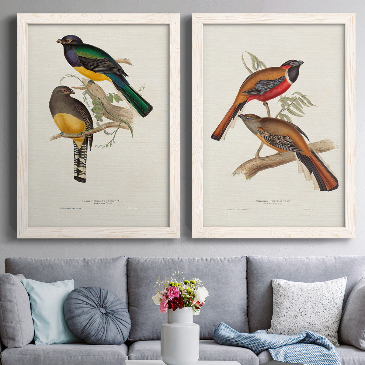 Set of two white barnwood framed canvas prints depicting paired vintage ornithological illustrations with detailed plumage, botanical sprigs, and archival cream paper above a sofa in a contemporary living room.