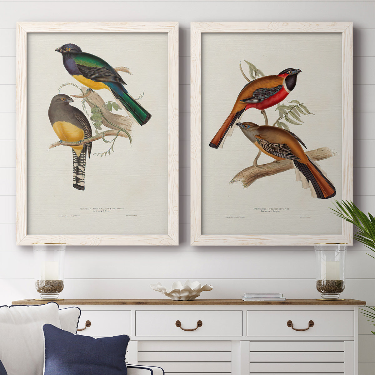 Set of two white barnwood framed canvas prints depicting a coordinated art pair of colorful tropical birds perched on leafy branches rendered as vintage ornithological illustrations above a dining room sideboard.