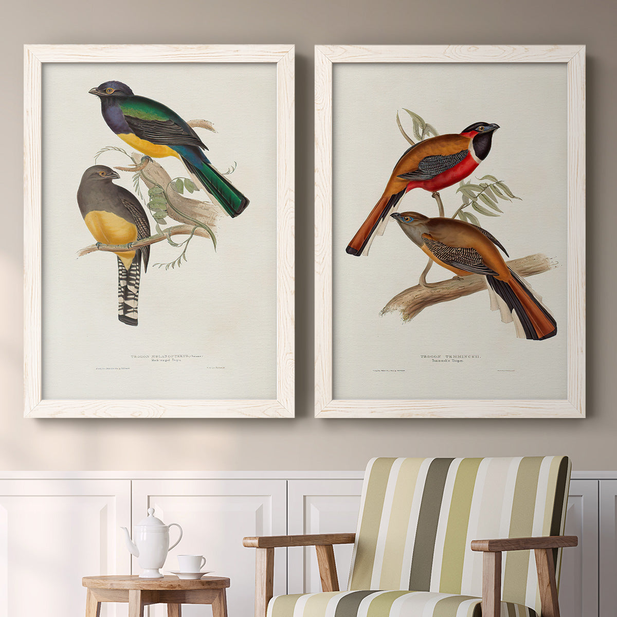 Set of two white barnwood framed canvas prints depicting two vintage ornithological illustrations featuring colorful tropical birds perched on leafy branches above a sideboard in a cozy sitting room.