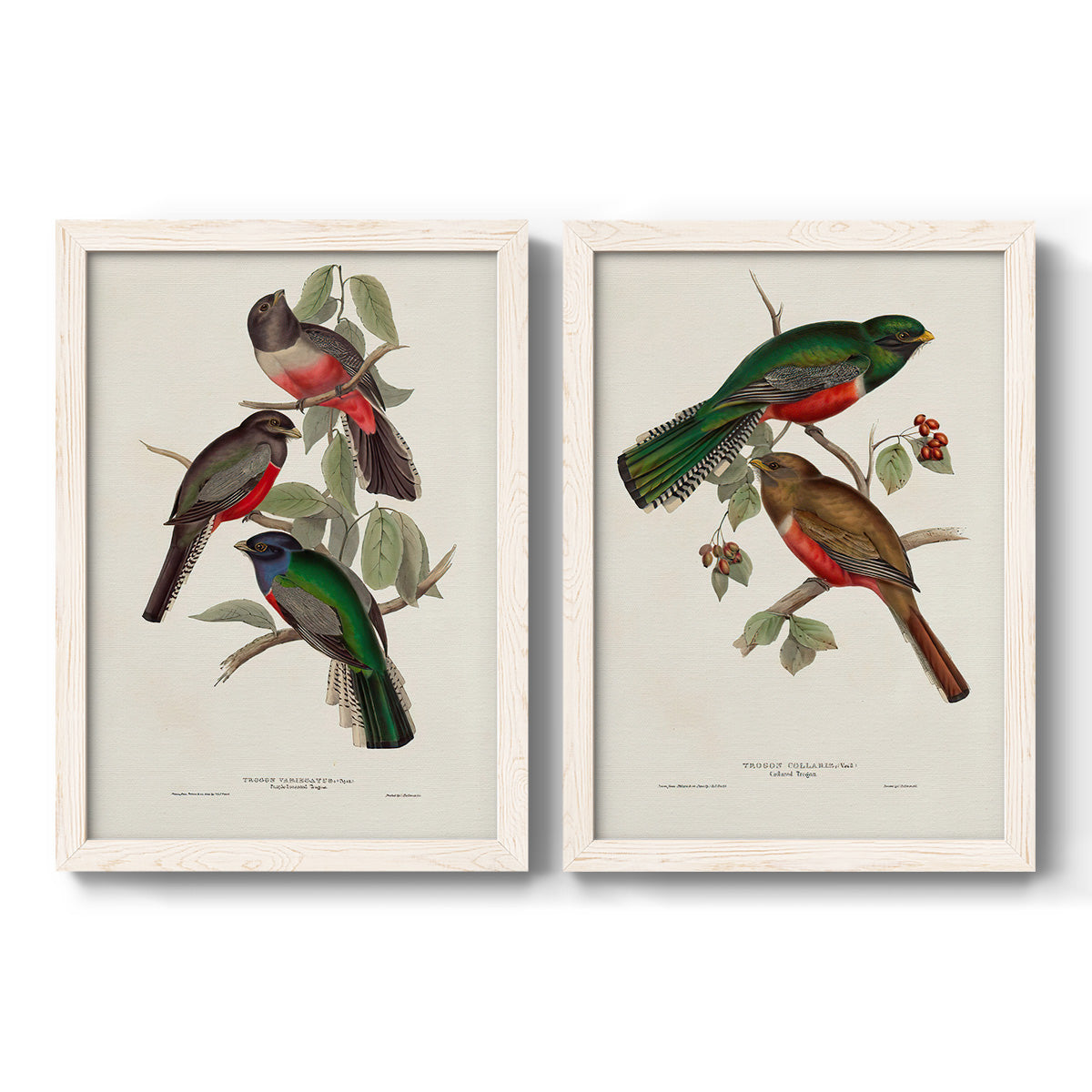 Set of two white barnwood framed canvas prints featuring two vintage ornithological illustrations featuring colorful tropical birds perched on leafy branches.