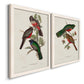 Angled view of a set of two white barnwood framed canvas prints featuring two vintage ornithological illustrations featuring colorful tropical birds perched on leafy branches.