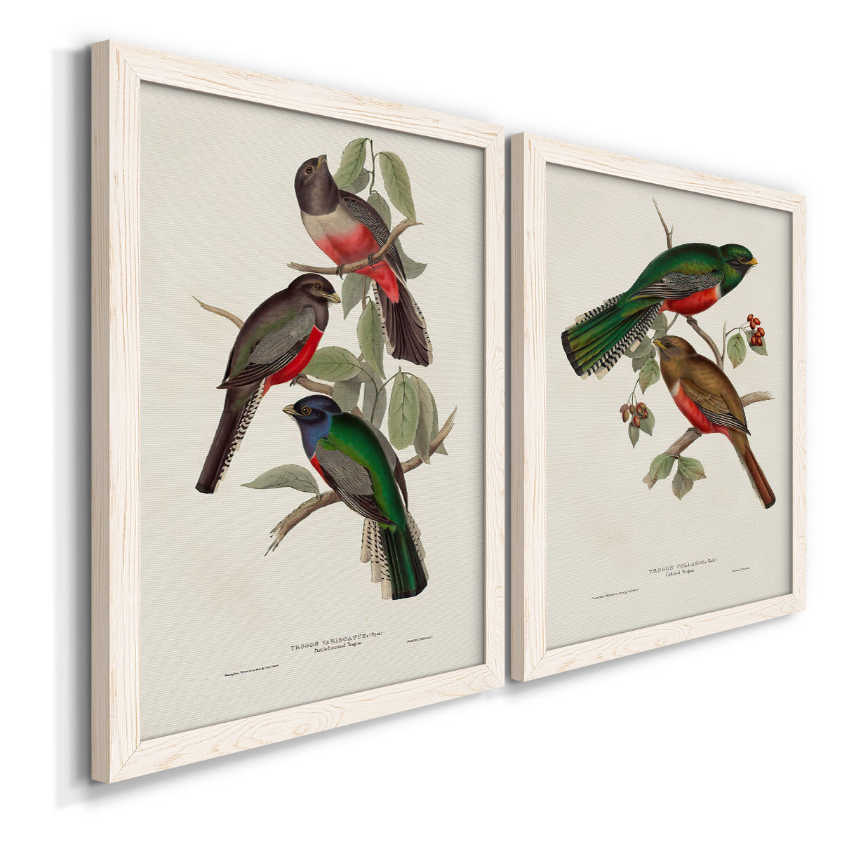 Angled view of a set of two white barnwood framed canvas prints featuring two vintage ornithological illustrations featuring colorful tropical birds perched on leafy branches.