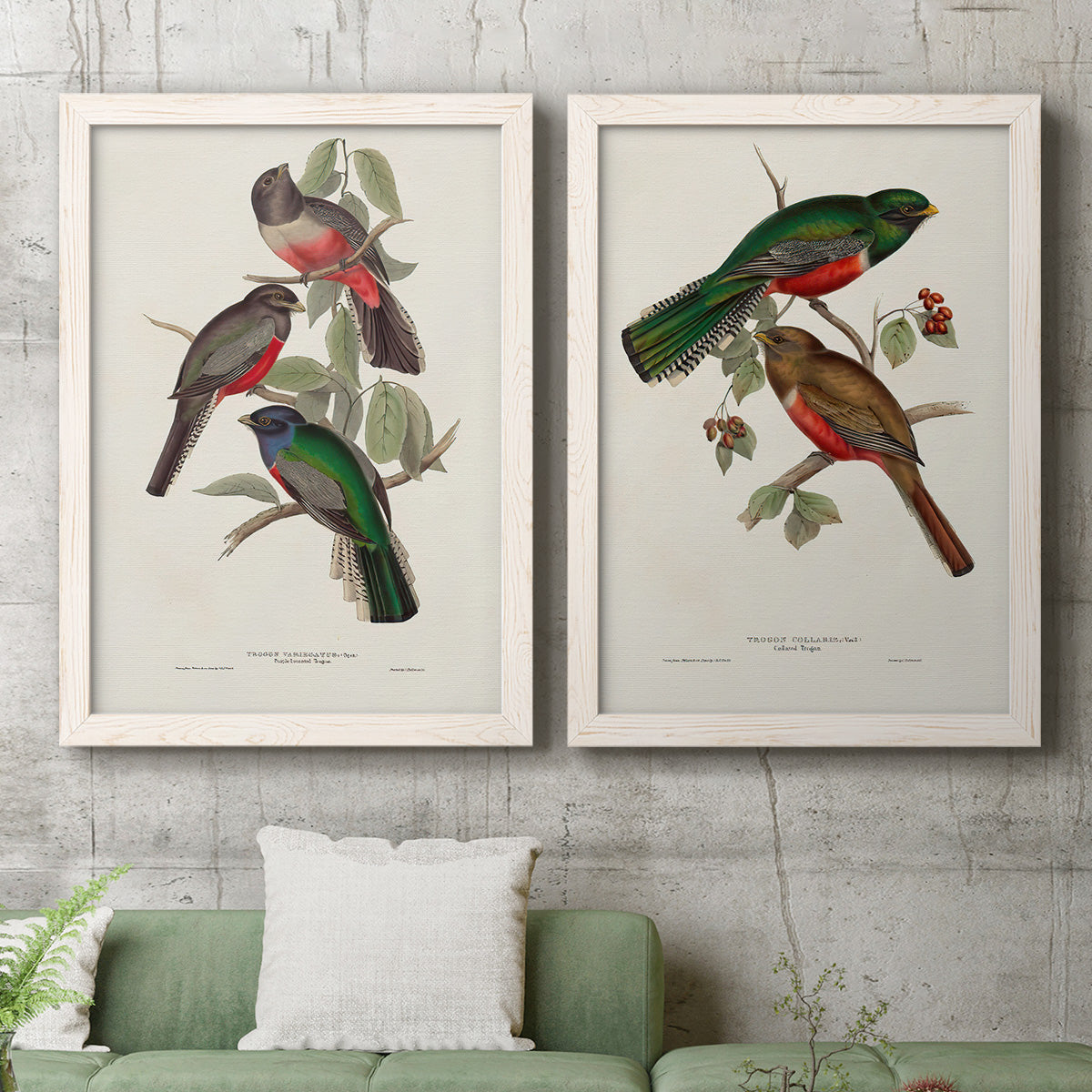 Set of two white barnwood framed canvas prints depicting a coordinated art pair of colorful tropical birds perched on leafy branches rendered as vintage ornithological illustrations above a sofa in a modern living room.