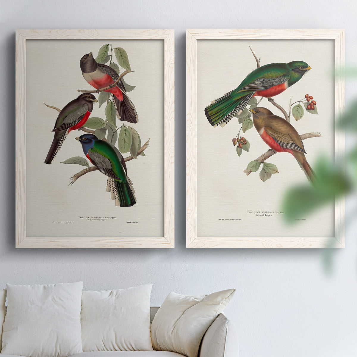 Set of two white barnwood framed canvas prints depicting detailed plumage, botanical sprigs, and archival cream paper arranged across two complementary compositions above a sofa in a bright living space.
