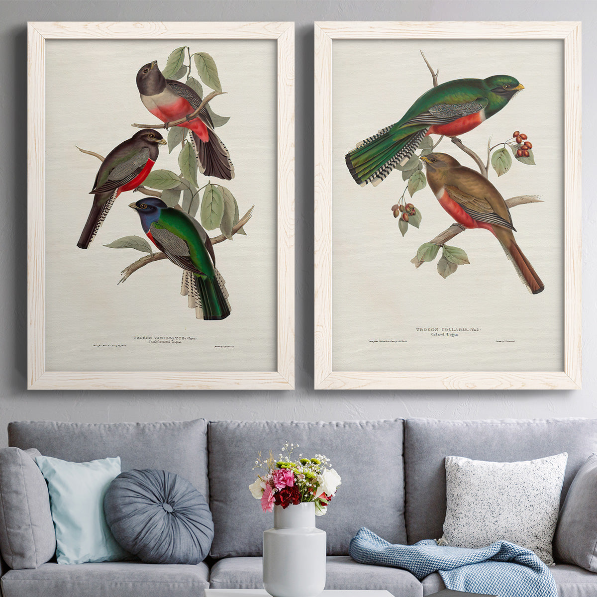 Set of two white barnwood framed canvas prints depicting paired vintage ornithological illustrations with detailed plumage, botanical sprigs, and archival cream paper above a sofa in a contemporary living room.