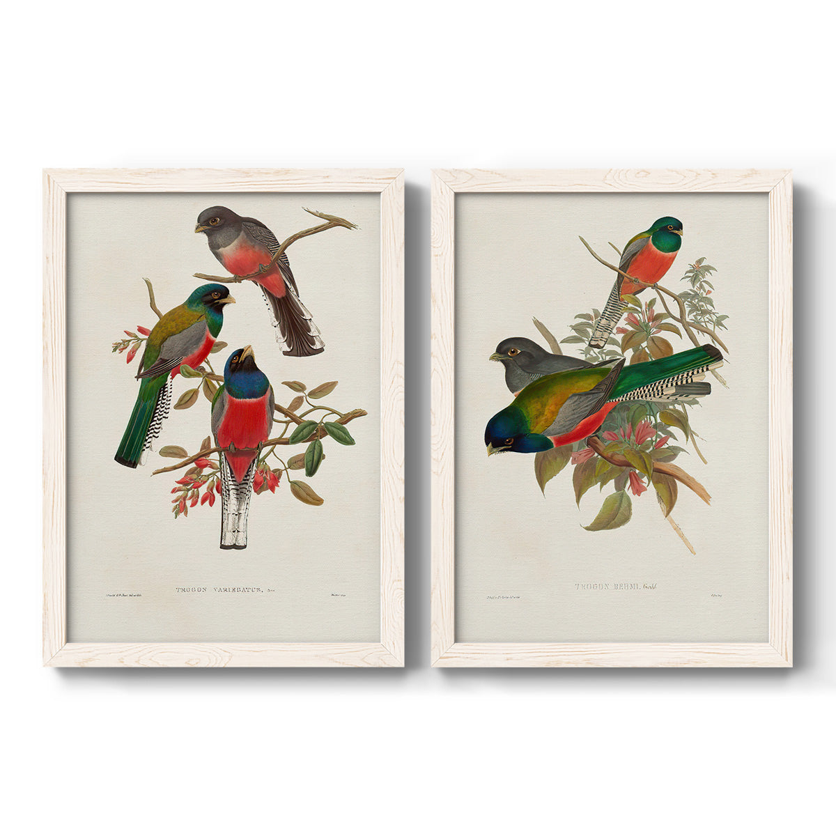 Set of two white barnwood framed canvas prints featuring two vintage ornithological illustrations featuring colorful tropical birds perched on leafy branches.