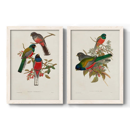 Set of two white barnwood framed canvas prints featuring two vintage ornithological illustrations featuring colorful tropical birds perched on leafy branches.