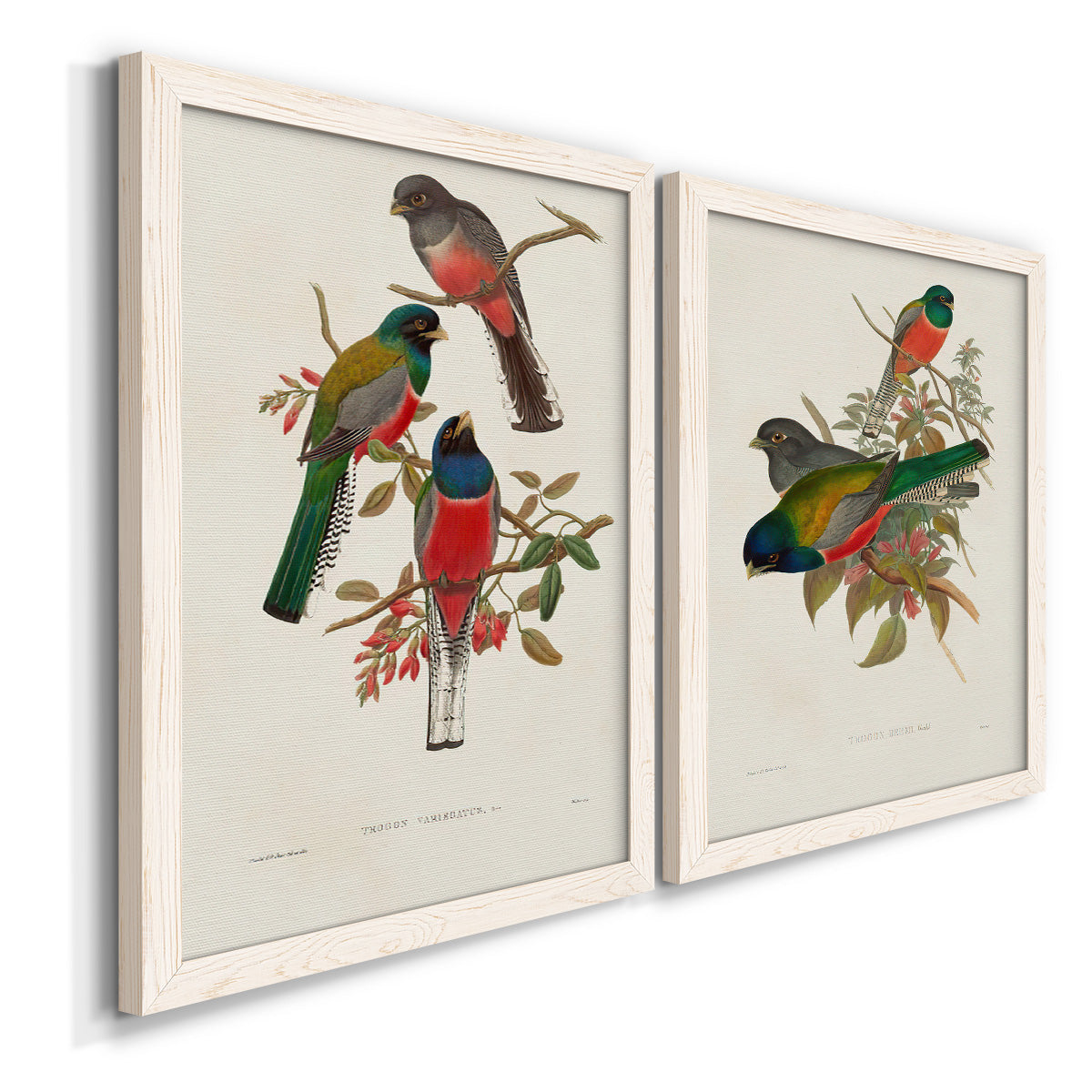 Angled view of a set of two white barnwood framed canvas prints featuring two vintage ornithological illustrations featuring colorful tropical birds perched on leafy branches.