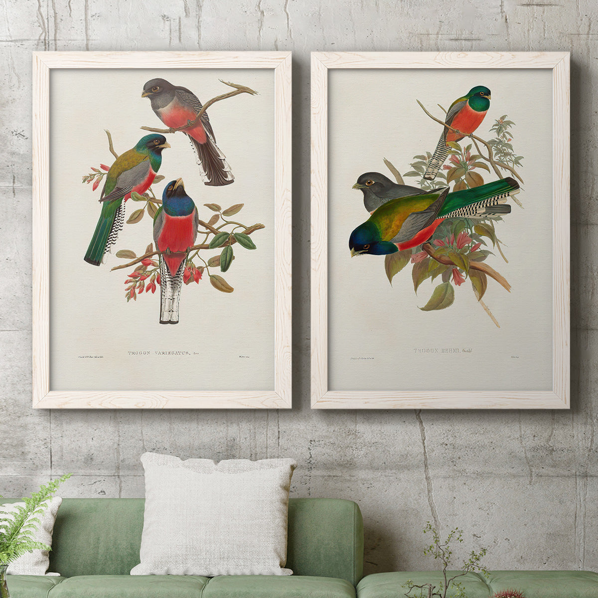Set of two white barnwood framed canvas prints depicting a coordinated art pair of colorful tropical birds perched on leafy branches rendered as vintage ornithological illustrations above a sofa in a modern living room.
