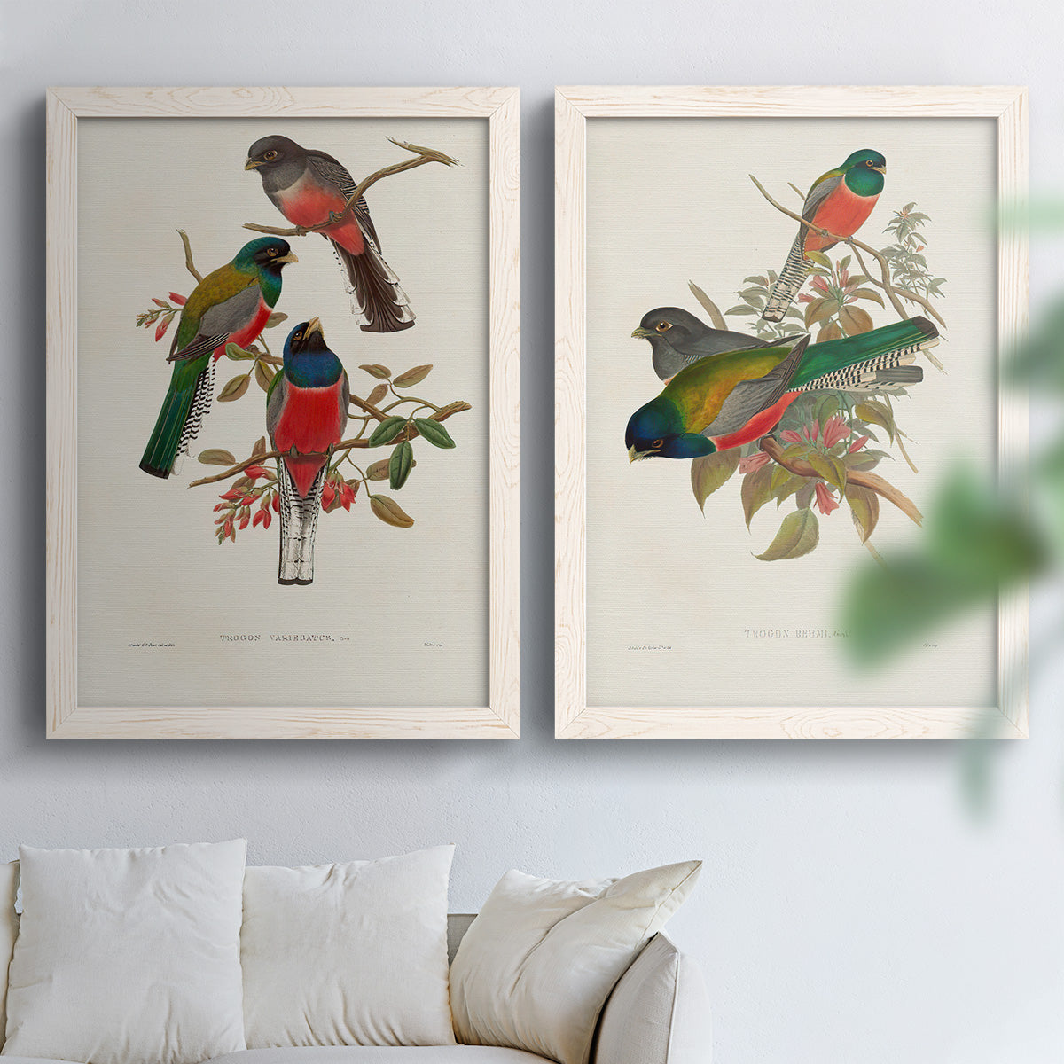Set of two white barnwood framed canvas prints depicting detailed plumage, botanical sprigs, and archival cream paper arranged across two complementary compositions above a sofa in a bright living space.
