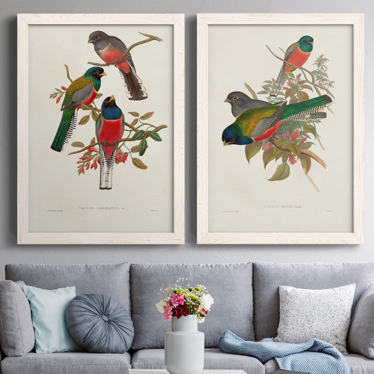 Set of two white barnwood framed canvas prints depicting paired vintage ornithological illustrations with detailed plumage, botanical sprigs, and archival cream paper above a sofa in a contemporary living room.