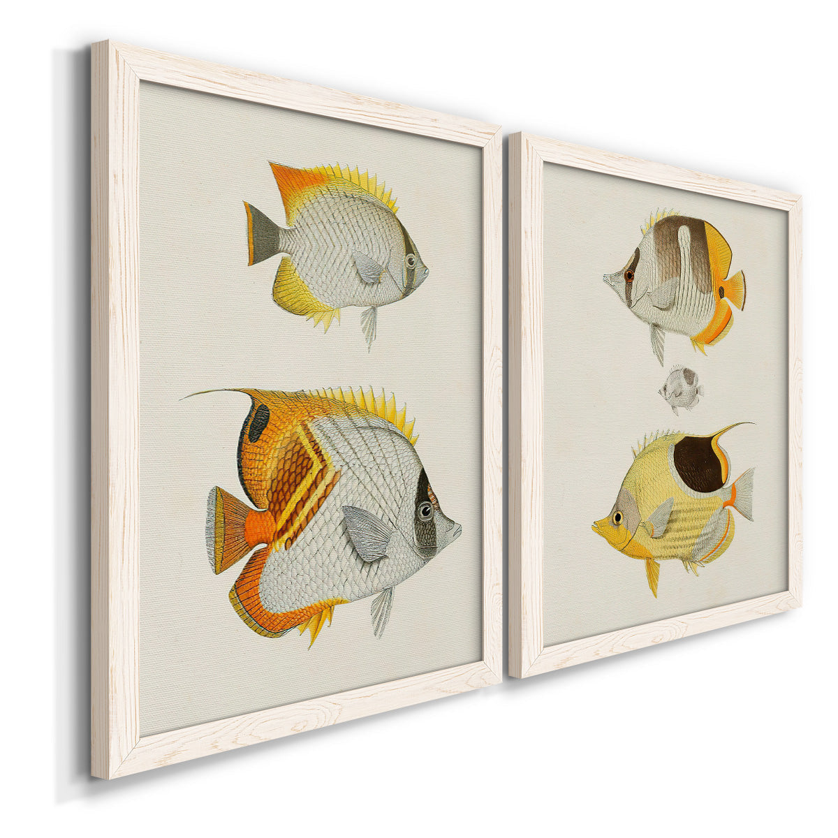 Angled view of a set of two white barnwood framed canvas prints featuring two natural-history fish illustrations featuring groups of vintage tropical fish.