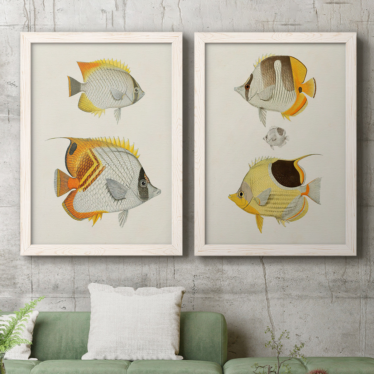 Set of two white barnwood framed canvas prints depicting a coordinated art pair of groups of vintage tropical fish rendered as natural-history fish illustrations above a sofa in a modern living room.