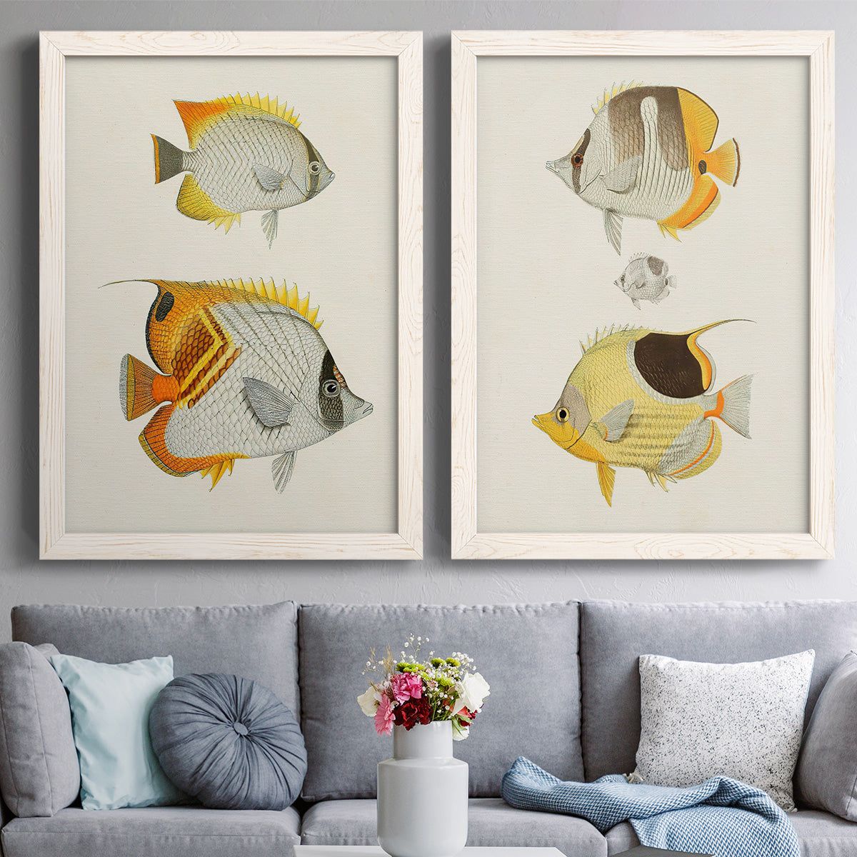 Set of two white barnwood framed canvas prints depicting paired natural-history fish illustrations with striped yellow gray and orange bodies on pale archival paper above a sofa in a contemporary living room.