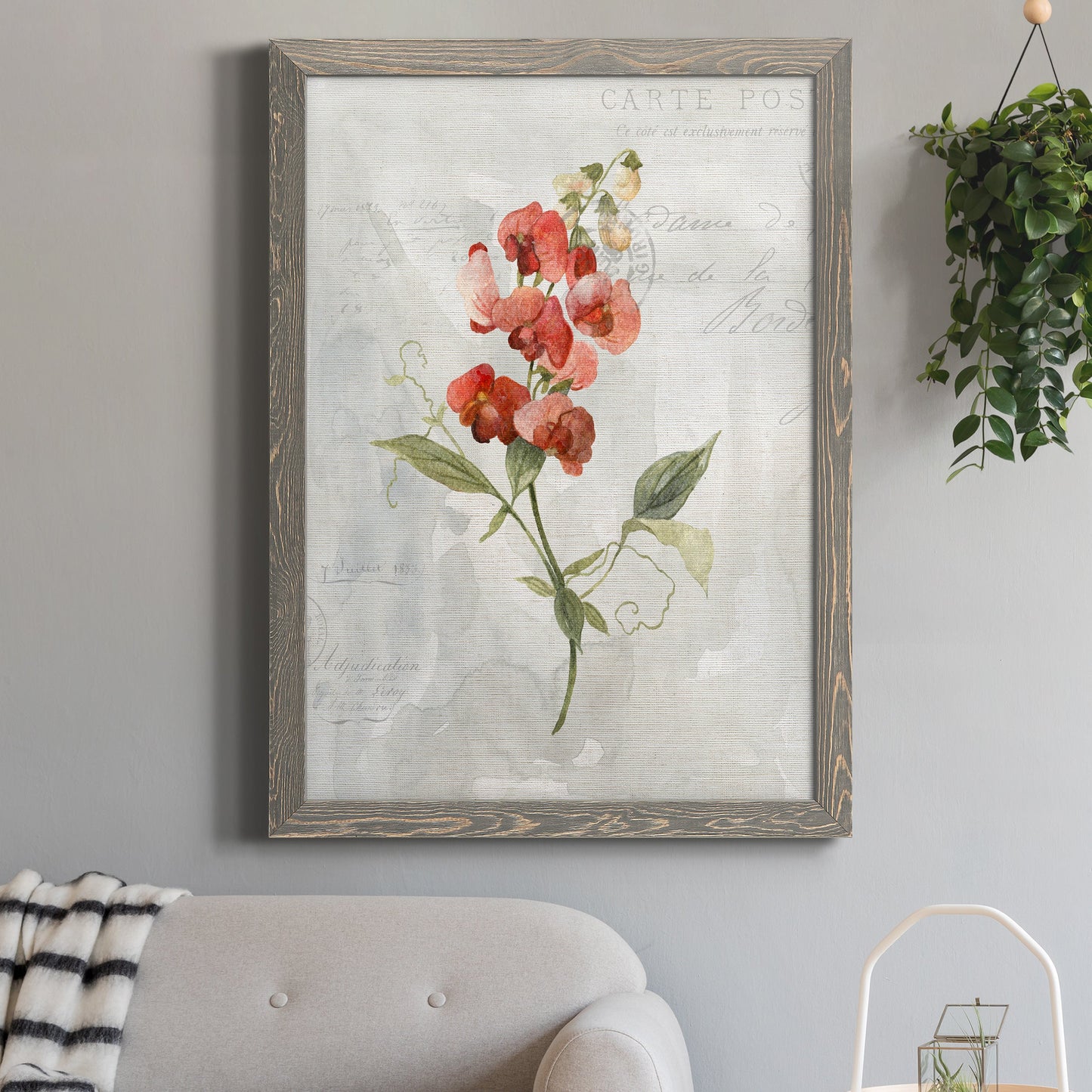 Linen Sweet Pea - Barnwood Framed Canvas Print