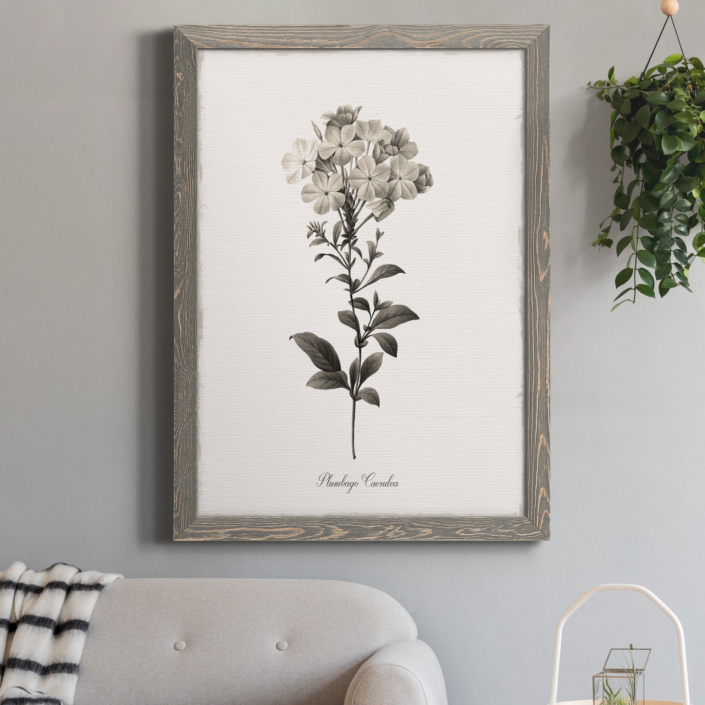 Sketchbook Leadwort - Barnwood Framed Canvas Print