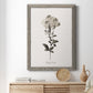 Sketchbook Leadwort - Barnwood Framed Canvas Print