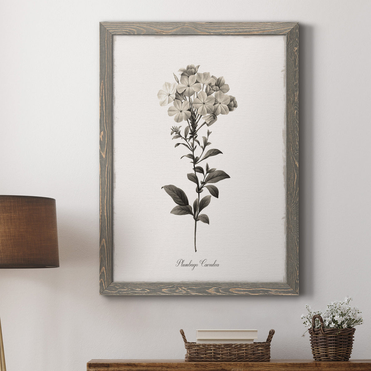 Sketchbook Leadwort - Barnwood Framed Canvas Print