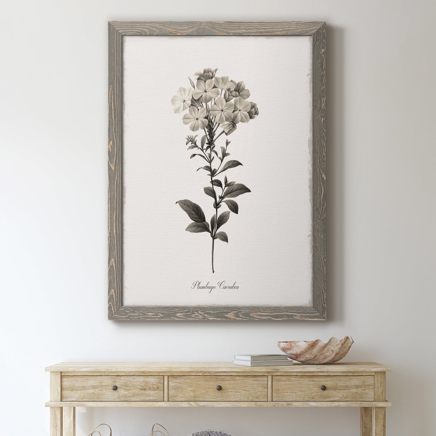 Sketchbook Leadwort - Barnwood Framed Canvas Print