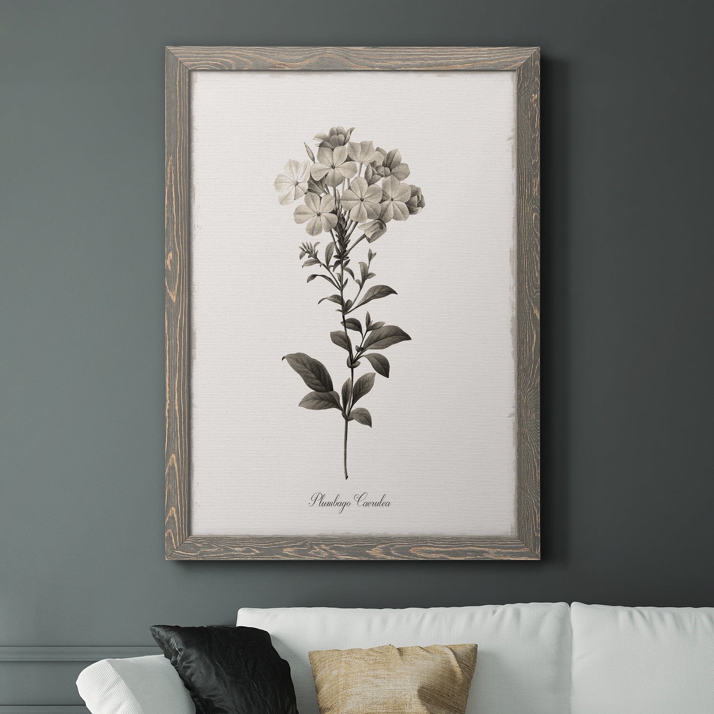 Sketchbook Leadwort - Barnwood Framed Canvas Print