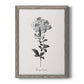 Simply Cape Leadwort - Barnwood Framed Canvas Print