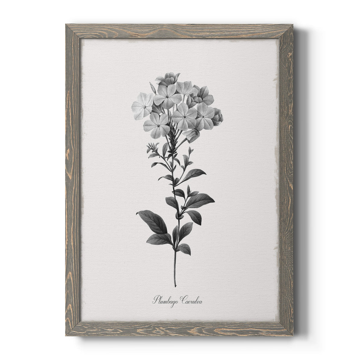 Simply Cape Leadwort - Barnwood Framed Canvas Print
