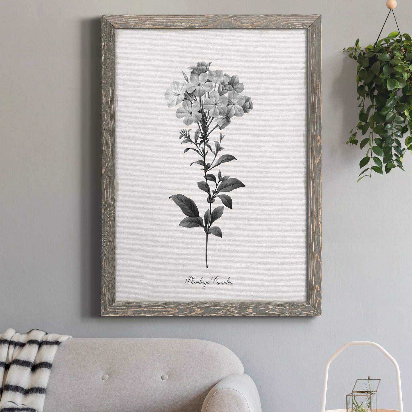Simply Cape Leadwort - Barnwood Framed Canvas Print
