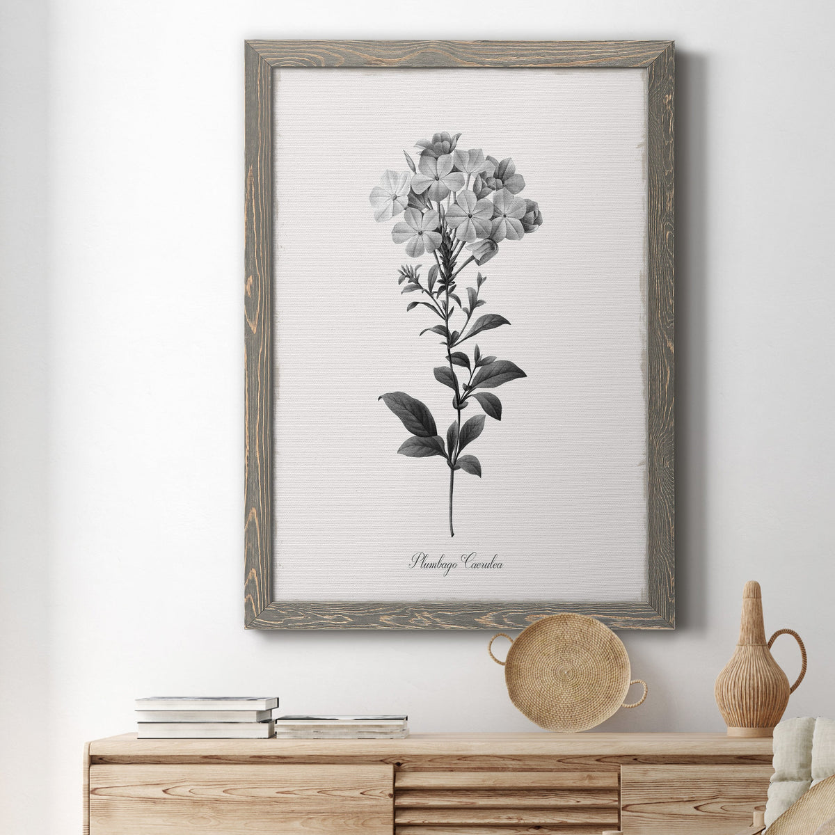 Simply Cape Leadwort - Barnwood Framed Canvas Print