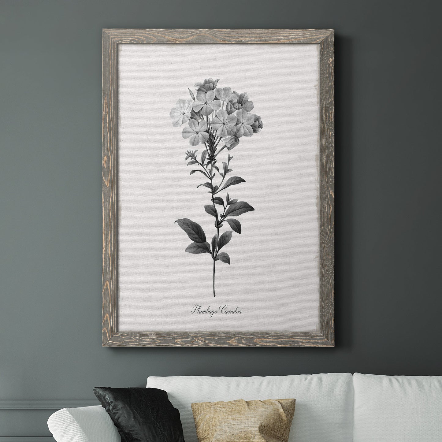 Simply Cape Leadwort - Barnwood Framed Canvas Print