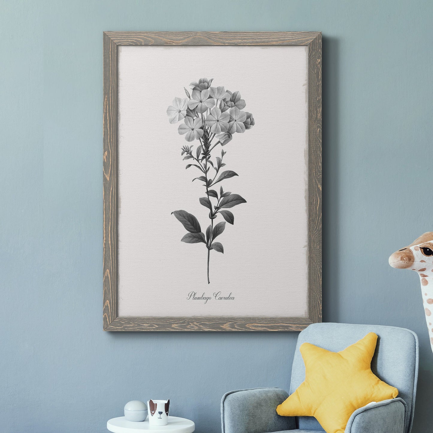 Simply Cape Leadwort - Barnwood Framed Canvas Print
