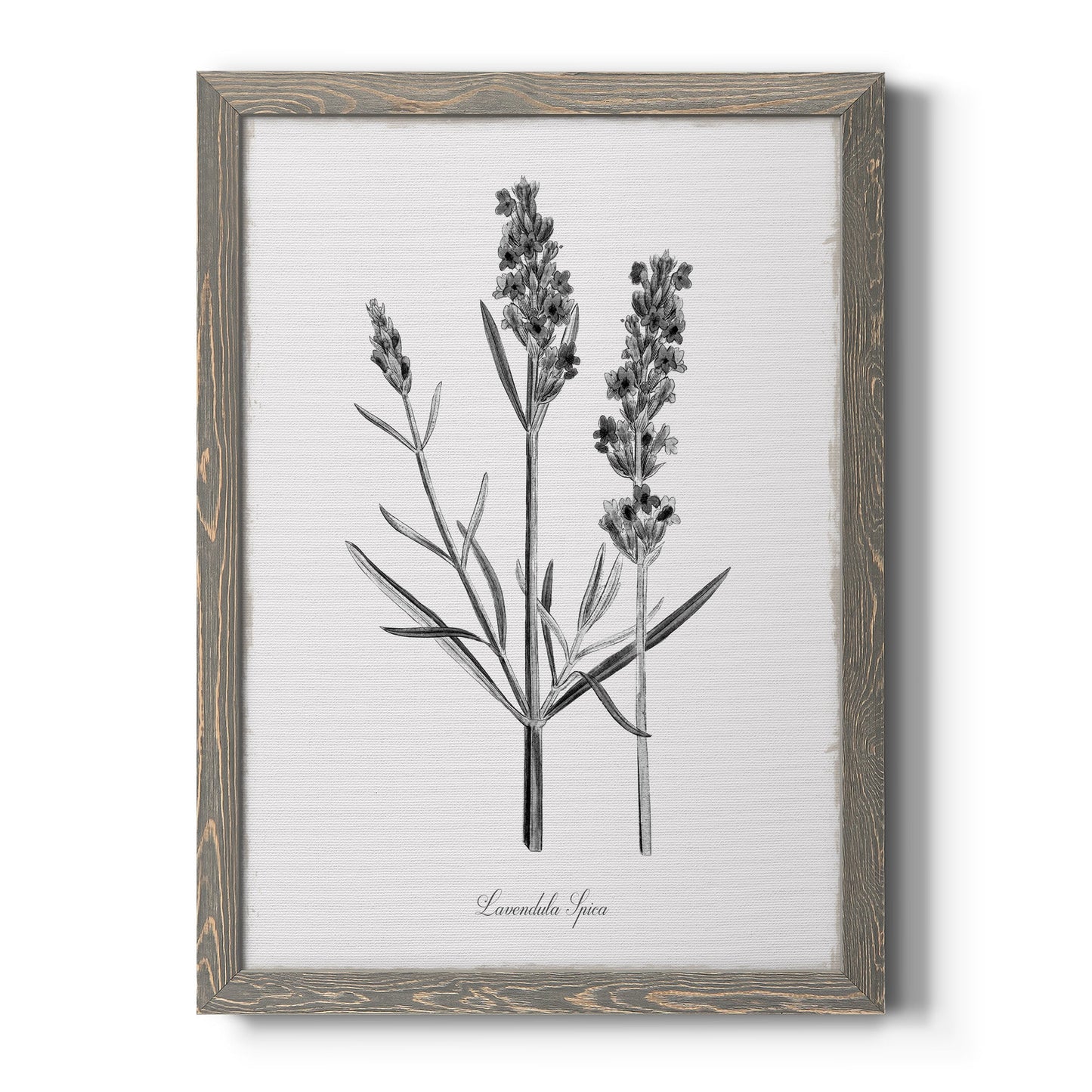 Simply Lavender - Barnwood Framed Canvas Print