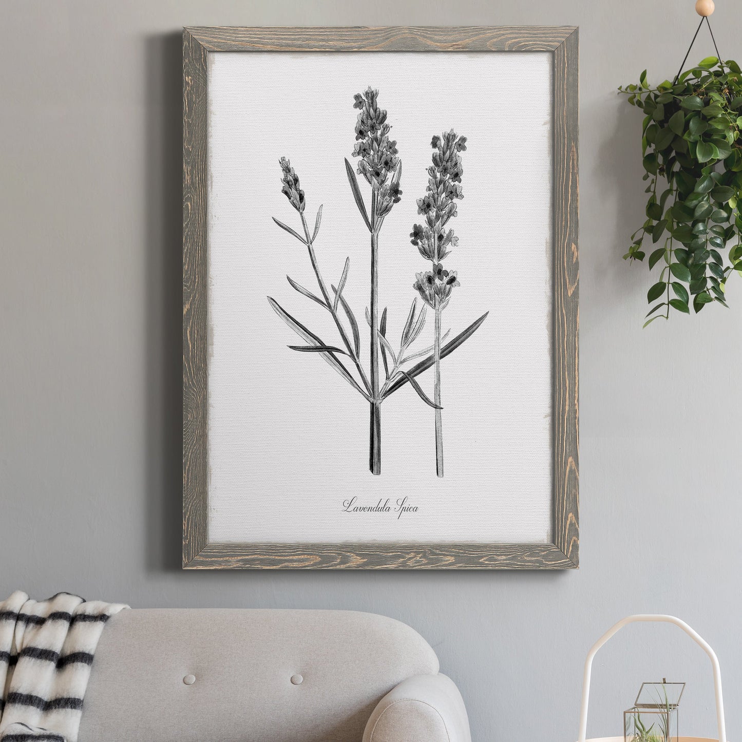 Simply Lavender - Barnwood Framed Canvas Print