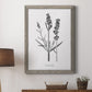 Simply Lavender - Barnwood Framed Canvas Print