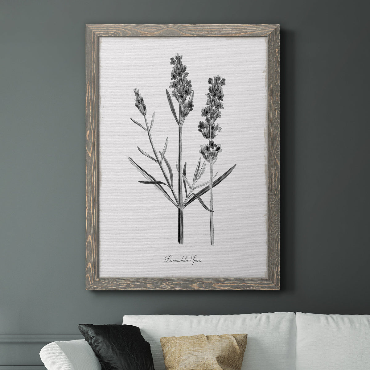 Simply Lavender - Barnwood Framed Canvas Print